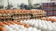 Ovos contaminados a circular na Europa