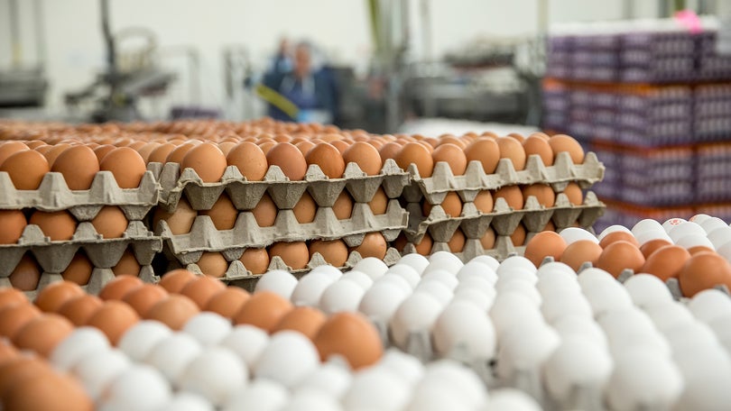 Ovos contaminados a circular na Europa