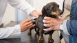 Funchal promove nova campanha de vacinação de cães