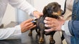 Imagem de Funchal promove nova campanha de vacinação de cães