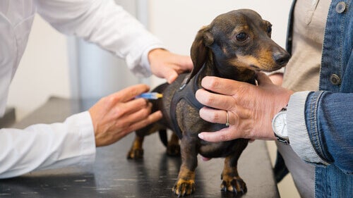 Funchal promove nova campanha de vacinação de cães