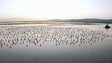 Imagem de Proteger as aves migratórias é proteger milhões de pessoas