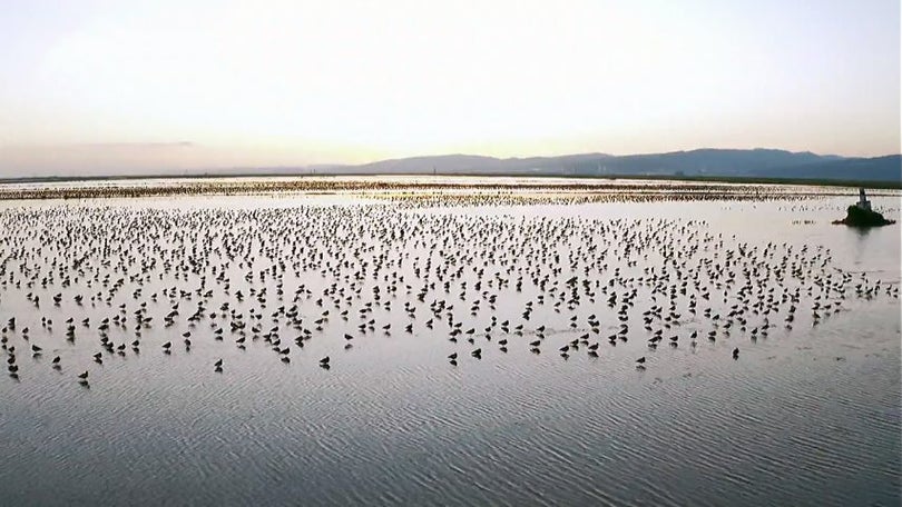Imagem de Proteger as aves migratórias é proteger milhões de pessoas