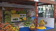 Imagem de Festa do Limão animou economia local (áudio)
