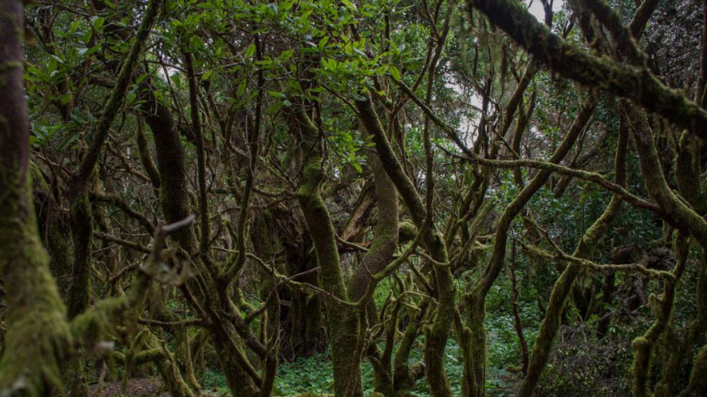 Madeira marca presença nas Jornadas Florestais da Macaronésia