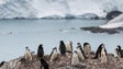 Imagem de Estudo revela presença de microplásticos em pinguins da Antártida