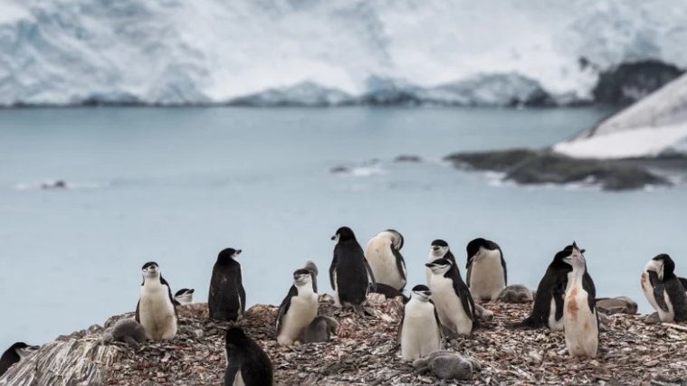 Estudo revela presença de microplásticos em pinguins da Antártida