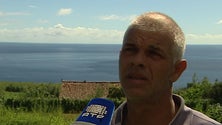 Agricultores do Faial queixam-se da falta de veterinários [Vídeo]