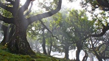 Imagem de Madeira reconhece `problemas` na floresta Laurissilva, mas está `confortável` na gestão