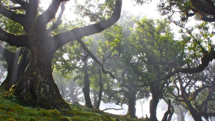 Madeira reconhece `problemas` na floresta Laurissilva, mas está `confortável` na gestão