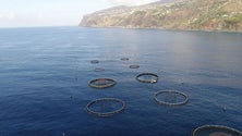 Imagem de Célia Pessegueiro manifesta-se contra projeto de aquacultura na Ponta do Sol
