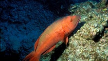 Imagem de São Jorge vive uma situação de monopólio na venda de pescado (Vídeo)