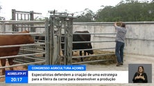 Especialistas defendem estratégia de desenvolvimento de produção para a fileira da carne [Vídeo]