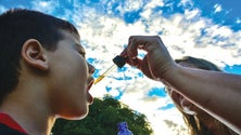 Imagem de Há canábis medicinal a ser usada em crianças na Madeira