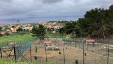Imagem de Coelhos bravos libertados esta quarta-feira (áudio)