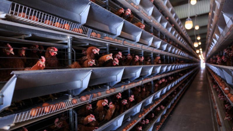 Europa quer eliminar jaulas na pecu&aacute;ria