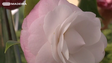 Imagem de Mostra das Camélias tem cada vez mais participantes (Vídeo)