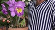 Imagem de Há uma nova espécie de orquídea criada na Madeira (Áudio)