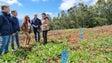 Governo Regional assume que reservas de água estão 25% abaixo da média (áudio)