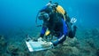 Imagem de Madeira vai estudar os tubarões, raias e mantas (áudio)