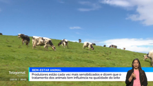 Imagem de Bem estar animal: Produtores estão cada vez mais sensibilizados e dizem que o tratamento dos animais tem influência na qualidade do leite
