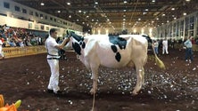 Vaca da Maia vence concurso Holstein Frisia (Vídeo)