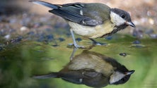 Imagem de Animais sofrem mutações para se adaptarem ao clima