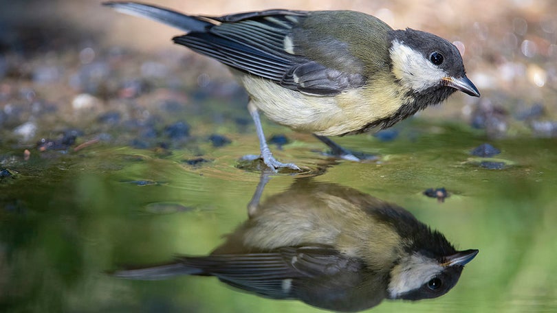 Imagem de Animais sofrem mutações para se adaptarem ao clima