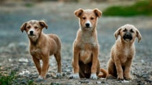 Imagem de ICNF relatou 41.994 animais abandonados e recolhidos