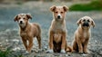 Imagem de ICNF relatou 41.994 animais abandonados e recolhidos