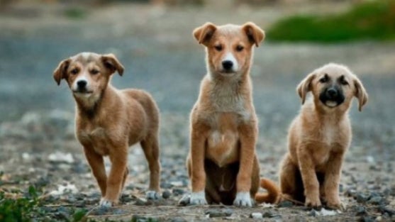 Imagem de ICNF relatou 41.994 animais abandonados e recolhidos