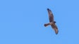 Ave de rapina águia-caçadeira está no «limiar da extinção» em Portugal