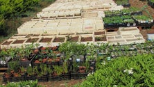 Imagem de Mais de três mil árvores e arbustos foram plantados em 2016