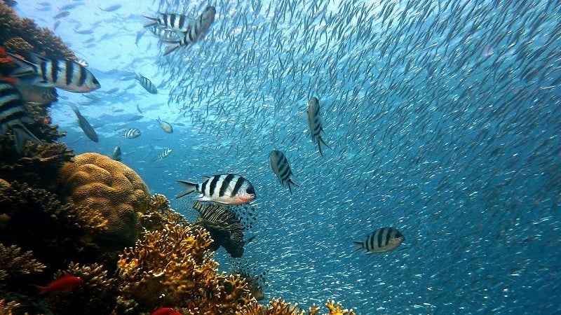 Imagem de Investigadores vão entregar ao Governo avaliação das Áreas Marinhas