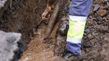 Imagem de Perdas de água na Madeira atingem 60 a 70% (áudio)