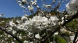 Imagem de Jardim da Serra perdeu 70% das cerejeiras devido às alterações climáticas (vídeo)
