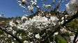 Jardim da Serra perdeu 70% das cerejeiras devido às alterações climáticas (vídeo)