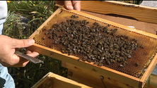Imagem de Madeira tem 300 produtores de mel e 700 apiários (vídeo)