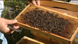 Madeira tem 300 produtores de mel e 700 apiários (vídeo)