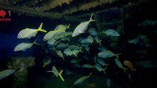 Imagem de Corveta afundada aumenta biodiversidade no Porto Santo