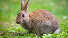 Abriu a época extraordinária de caça de coelhos no Porto Santo(vídeo)