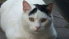 Imagem de A odisseia de Jackie, o gato que passou as festas no aeroporto
