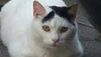 Imagem de A odisseia de Jackie, o gato que passou as festas no aeroporto