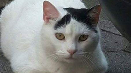 Imagem de A odisseia de Jackie, o gato que passou as festas no aeroporto