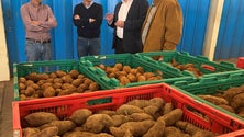 Imagem de Sete variedades de batata doce já têm certificação de origem (áudio)