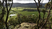 Imagem de Relheiras do interior da Terceira transformadas em trilho turístico (Vídeo)