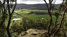 Relheiras do interior da Terceira transformadas em trilho turístico (Vídeo)