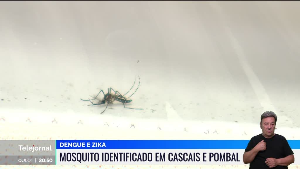 Mosquito do dengue e da zika identificado em Cascais e Pombal