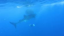 Imagem de Há mais tubarões-baleia no mar dos Açores (Vídeo)