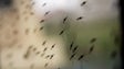 Pandemia fez aumentar casos e mortes por malária